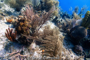 A trumpet fish hunting by Bruce Campbell 